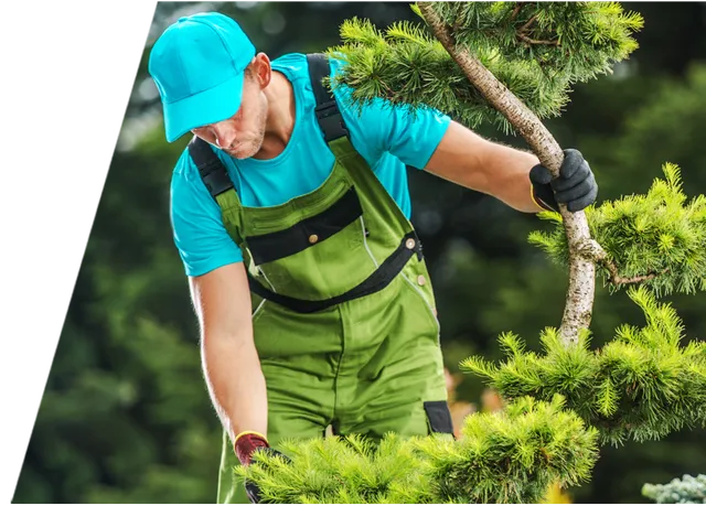 Safe and Efficient Tree Removal Services to Protect Your Landscape